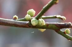 躲春2025年具体时间什么属相躲春