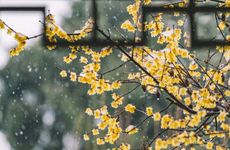 2023立春是几九 2023立春是几月几日