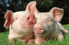 2025年属猪人的学业运如何