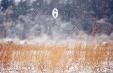 刘邦的生肖是什么 刘邦醉斩大蛇