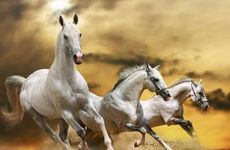 1990几月属马人有福气