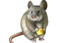 属鼠人2026年桃花劫遇真爱