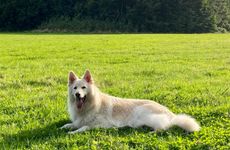 属狗最聪明三个特征有什么