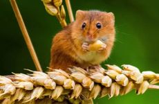 有没有属鼠的皇帝 属鼠的有哪些著名皇帝