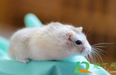 2026年属鼠人怎么逃过牢狱之灾