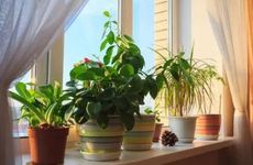 镇宅招财旺人的植物推荐 室内辟邪旺宅的绿植