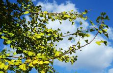 梦见希特勒是什么意思？