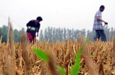 牛年几月出生命运最好 大富大贵上等命的出生时间