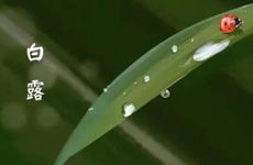 白露节气的活动及食物