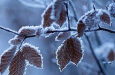 梦见动物的各种寓意