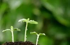 相信女友是自己事业得力助手的生肖