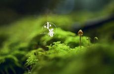 民间俗语“小暑纯金头，连阴到立秋”是什么意思？