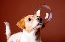 属狗打牌坐哪个方位好