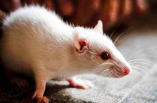 八哥的名字大全