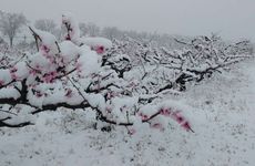 立春吃春饼是哪里的风俗 2022年哪天立春