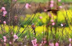 春分的风俗活动和寓意有哪些 春分的风俗活动和寓意是哪些