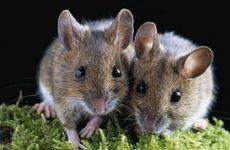 属鼠偏财运最佳的年份 属鼠哪一年偏财运最好