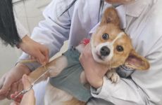 1994年属狗的婚姻感情怎么样 属狗的一生婚姻命运如何