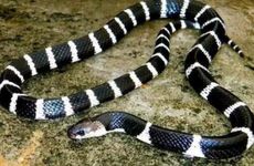 1965年属蛇人后半生命运 65年蛇后半生的发展如何