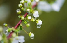 三伏天一般在哪两个节气之间2023年三伏天