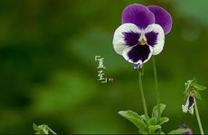 夏至的风俗民俗活动有哪些？