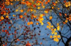 孕妇梦到山水美景生男还是生女