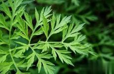 梦见跟自己男朋友的春梦是啥意思