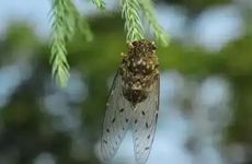 夏至节气的民间习俗及来历