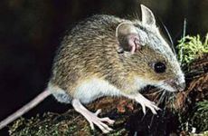 属鼠交运后佩戴什么饰品属鼠戴什么好