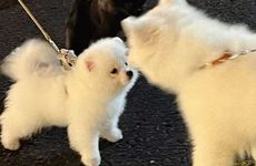 属狗人一生最旺什么人?