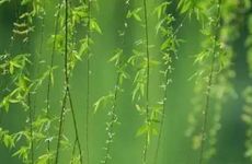 清明节躲坟的生肖有哪些