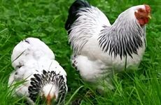 属鸡认为一段好的友谊是什么样的