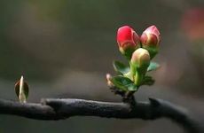 虎年立春时间2022几点几分,有哪些习俗