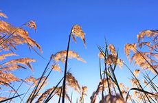 今日生肖相冲查询 2022年11月29日农历十一月初六