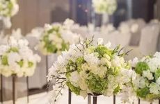 猫名字大全优雅的