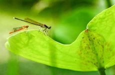 小满代表什么意思 小满有什么寓意