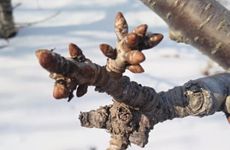 2024年大寒能给新坟添土吗 大寒上坟填土要注意些什么