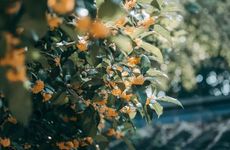 梦见蒲公英有什么征兆