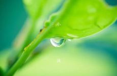 小满的含义和谚语 小满的谚语语录