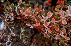 霜降下雨好还是晴天好有什么说法 霜降出太阳好还是下雨好