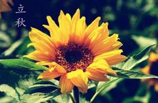 立秋节气的民俗活动及养生妙招