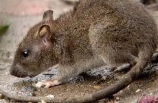 生肖鼠2022年下半年运势大全 属鼠2022年下半年运势运程