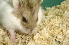 梦见意大利面怎么回事 梦见意大利面有什么预兆