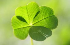 中国允许养的龟