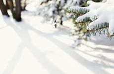 梦见刮大风下大雪是什么征兆