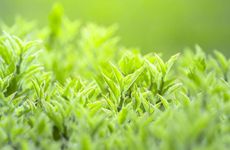 谷雨节气的饮食习俗及传统美食