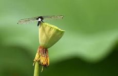 夏至为什么要吃馄饨 馄饨一吃 不长痱子