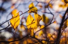 立秋节气的民俗及养生食物