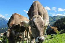 2024年7月属牛人乔迁黄道吉日 适合入住新房的日期