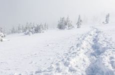 罗汉松是凶树还是吉树？罗汉松最大的忌讳